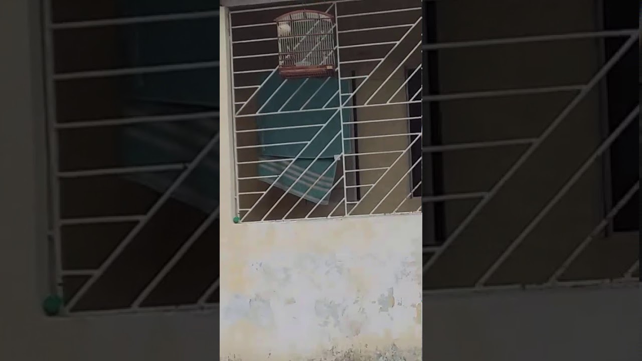 Papa Hute Papa Hute