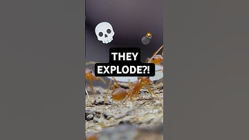 Why These Ants EXPLODE Themselves 🐜💥 #shorts #animalfacts  #natureiswild