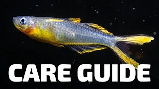 Care Guide for Furcata Rainbowfish  Aquarium CoOp