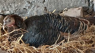 Institutda yashirin kamera pissing porno