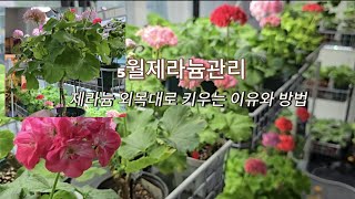 5월제라늄관리/제라늄 외목대로 키우는 이유 /  외목대 만드는방법