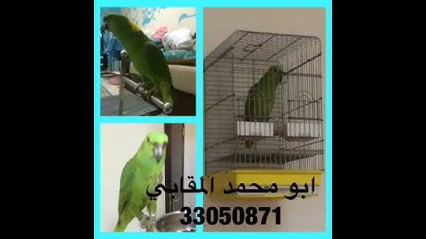سورة الاخلاص تلقين ابو محمد المقابي