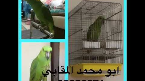 سورة الاخلاص تلقين ابو محمد المقابي