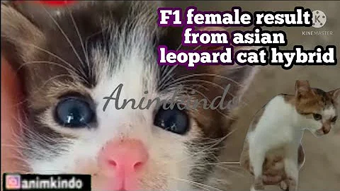 Watch the video about F1 female result from asian leopard cat hybrid