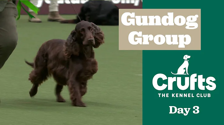 Video 7923051: german shorthaired