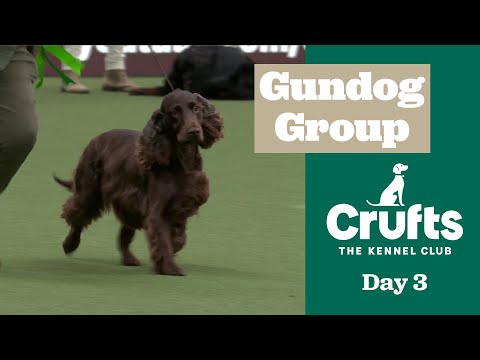 Gundog Group |
