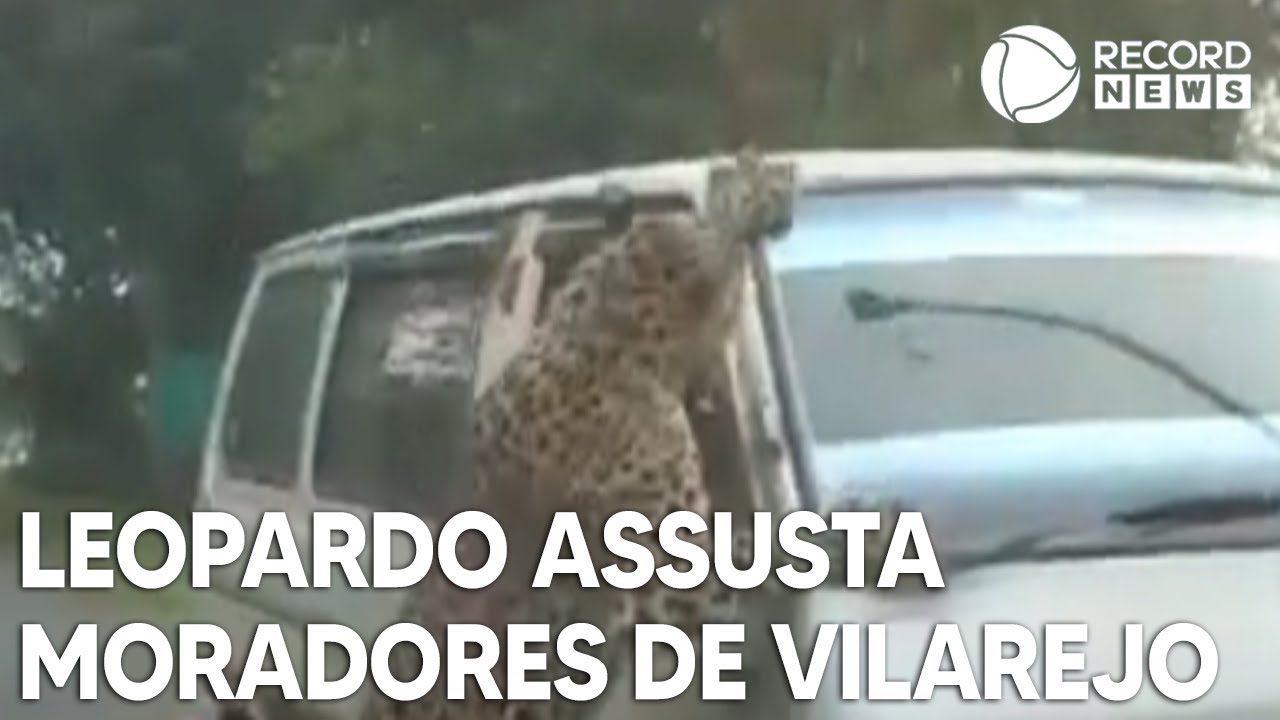 Leopardo assusta moradores de vilarejo na Índia