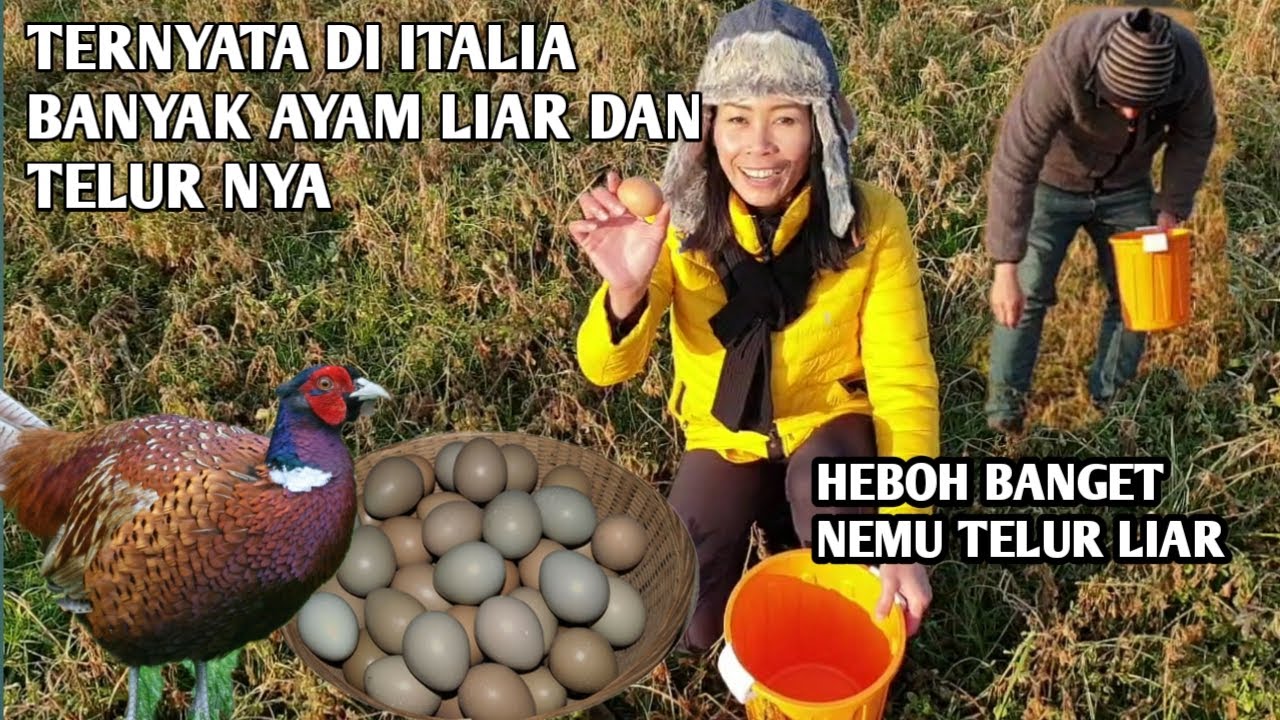 BERBURU AYAM LIAR DAN TELUR NYA DI ITALIA HEBOH BANGET LIHAT TELUR BERANTAKAN DI MANA MANA