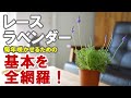 もう枯らさない！レースラベンダーの育て方全部教えます！！長持ちさせてモリモリ咲かせる！