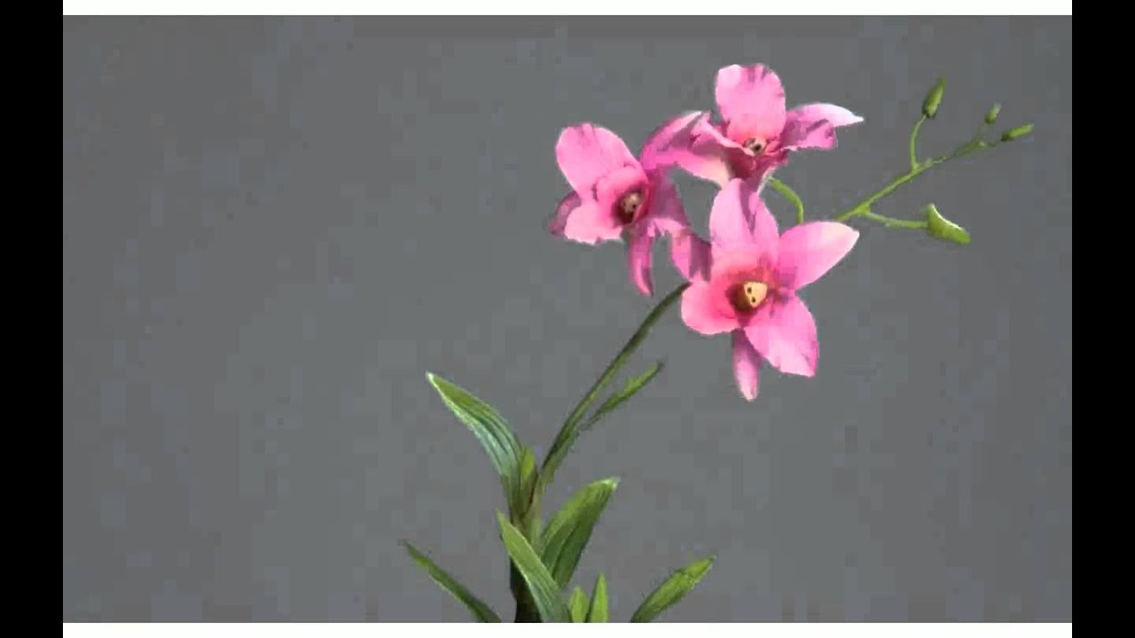 Orchidee in Glasvase -  design