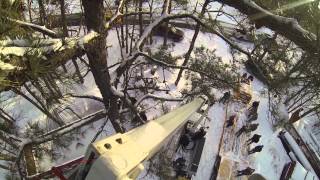 Bald Eagle Rescue