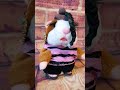 Hamsterlynn Reid the (not so) big reveal #amberlynnreid #parody