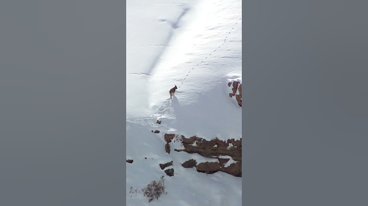 incredible zoom capture of a Snow Leopard and blue sheep #snowleopard #bluesheep #bharal