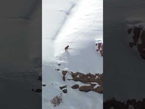incredible zoom capture