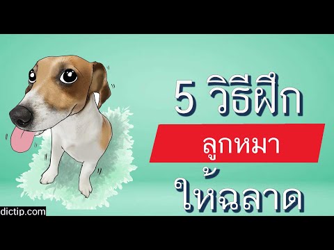 วีดีโอ: 4 วิธีในการทำให้สุนัขสองตัวของคุณหยุดการต่อสู้