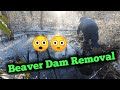 Beaver dam removal