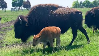 Fermilab welcomes 2024 baby bison