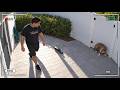 Roommate Caught On Home Camera Moments Before Attacking The Dog