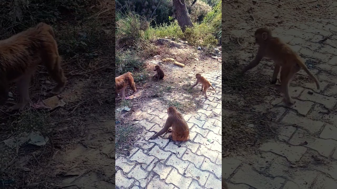 "Joyful Jungle Jamboree: Baby Monkey's Playtime Extravaganza with Family! 🌿🐵" | 