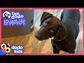 Loveable Stray Dog Finally Gets A Belly Rub! | Dodo Kids | Loveables