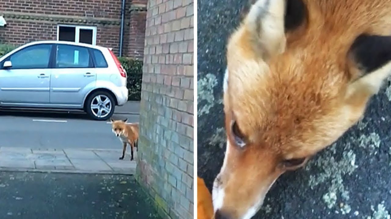 Guy Gets Too Close To Wild Fox While Snapchatting It, And Now He Wishes He Hadn’t - YouTube