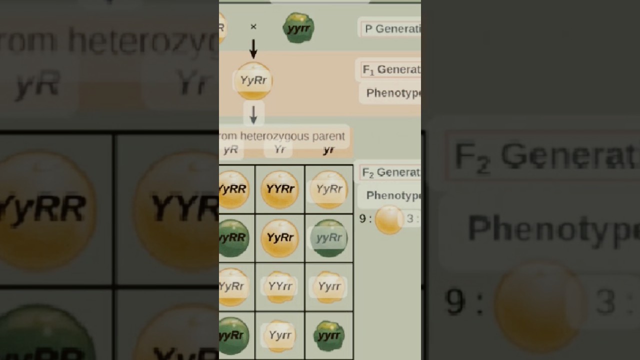 Law of independent assortment