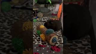GUINEA PIGS THAT MUNCH #youtubeshorts #cute #animals #pets #guineapig