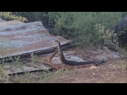 Cottonmouth And Copperhead Combat