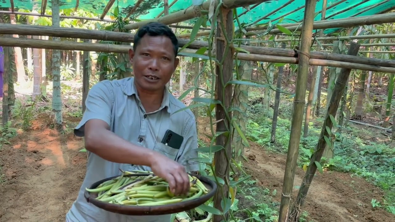 vanilla cultivation || rural farming || organic farming