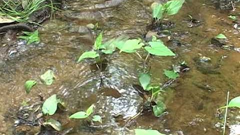 Stream Classification for Forestry BMPs