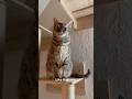 Cat Entertaininganimals Cuteanimal Cutecat Funnycats Cute 