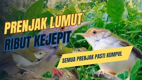 Suara Pikat Burung PRENJAK LUMUT Kejepit Paling Ampuh.