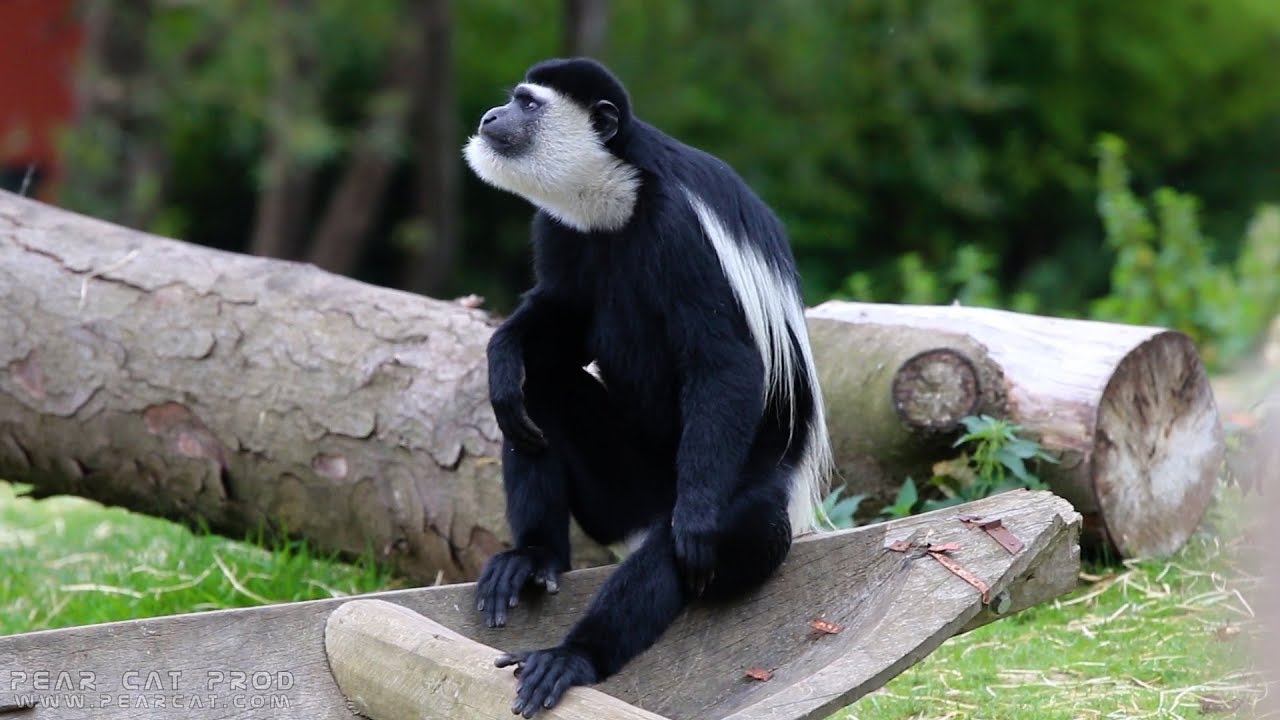 Colobe Guereza Pastille A Pairi Daiza Mantled Guereza Oostelijke Franjeaap Youtube