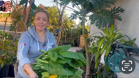 🤩#507🎁Hái trái xoài cát hòa Lộc chín cây thơm ngọt 🤝💐👍