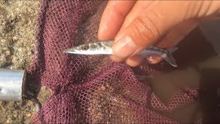 Catching baby barracuda