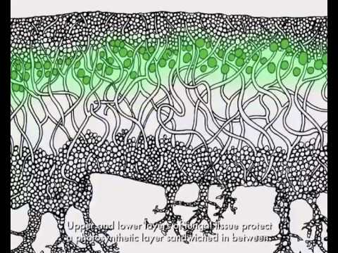 Lichen Diversity on YouTube