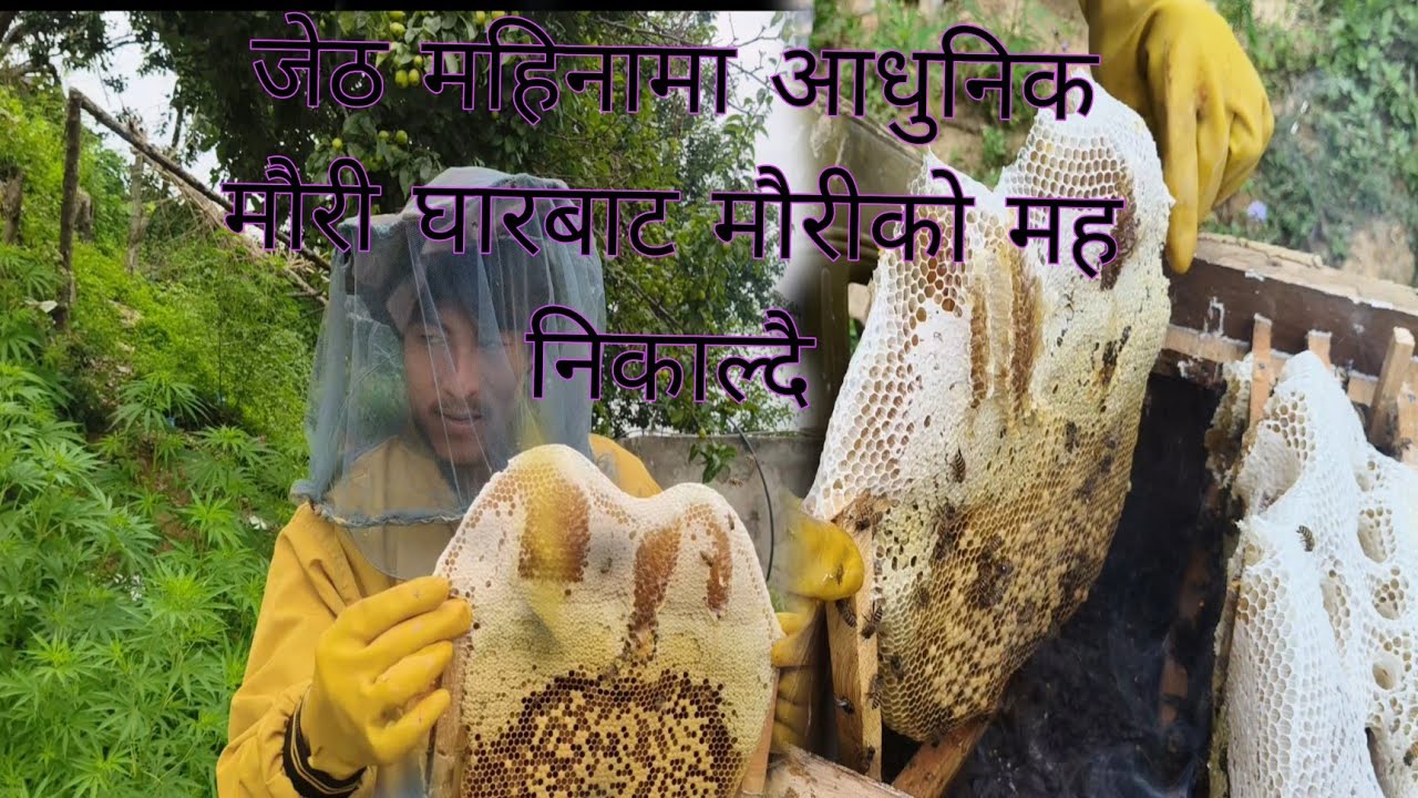 जेठ महिनामा मौरी काट्दाखेरि राम्रोसँग मौरीले मोह हालेको हुन्छ#🐝🐝