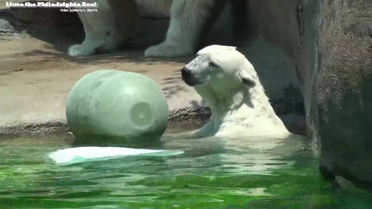Philadelphia Zoo Polar Bears in Heat Wave YouTube