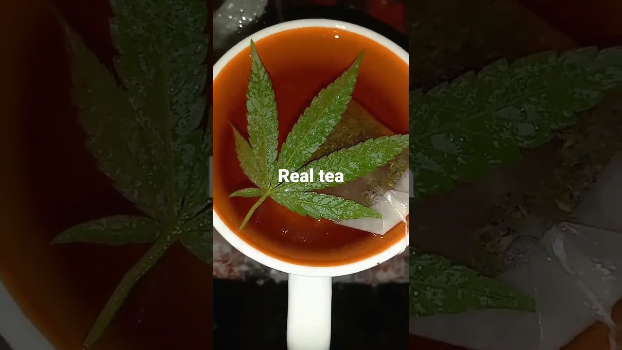 real Marijuana tea