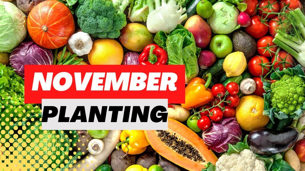 What Vegetables To Plant In November YouTube What Vegetables To Plant In November YouTube