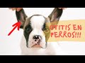 👂OTITIS EN PERROS - Síntomas y Tratamiento