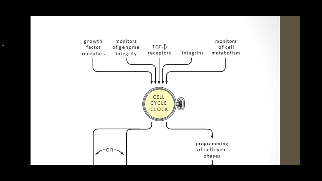 Cell Cycle Clock I Central Governed of Cell