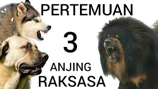 Thor Ketemu Anjing Tibet Raksasa  Kangal vs Tibetan Mastiff The Biggest Dog in The World