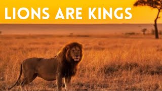 TIGER IS NO KING - Ultimate Lion vs Tiger Documentary Part - 2