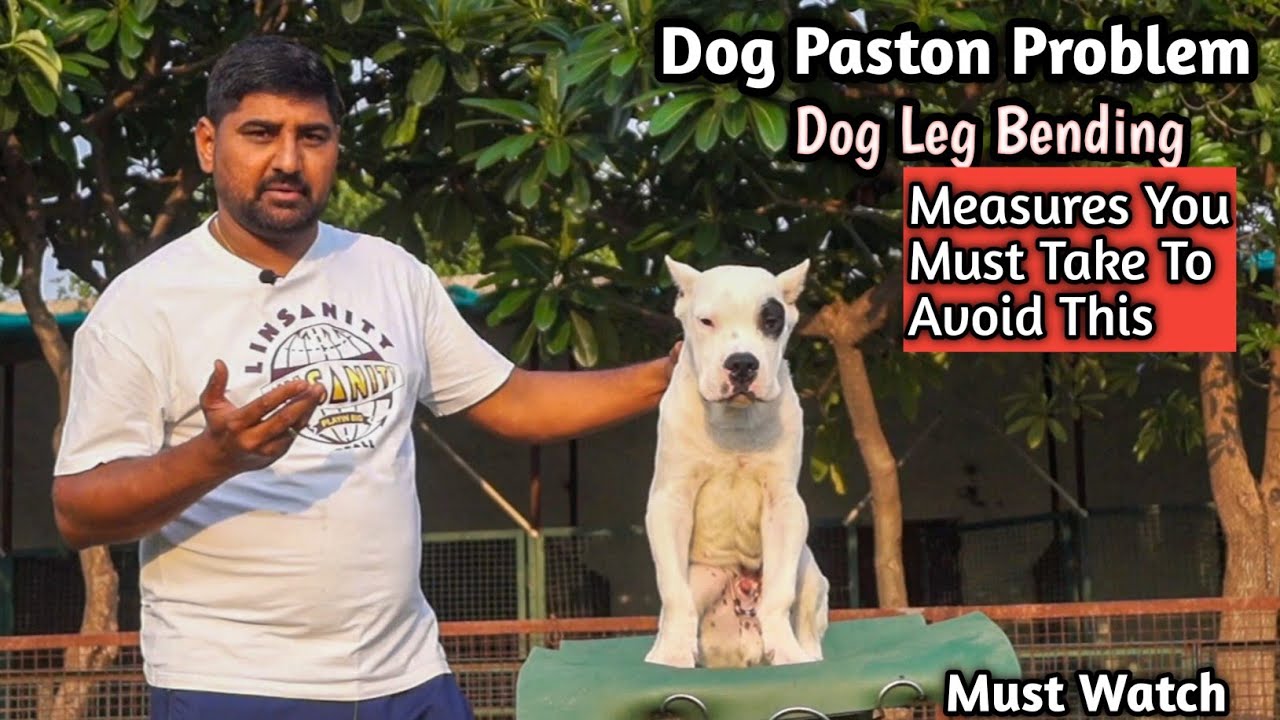 Dog Leg Bending Problem Measures You Must Take To Avoid This New