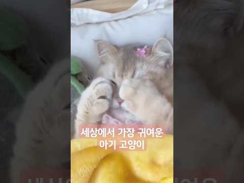 세상에서 가장 귀여운 아기 고양이 #cat #cute #cutecat #웃긴영상 #funny #funnycats #유머 #pets #재미있는 #재미 #고양이 #동물