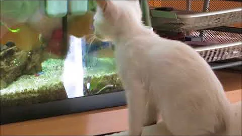 Watch the video about Our Lilac Point Siamese Kitten and fish. First meeting )))))))))))))))