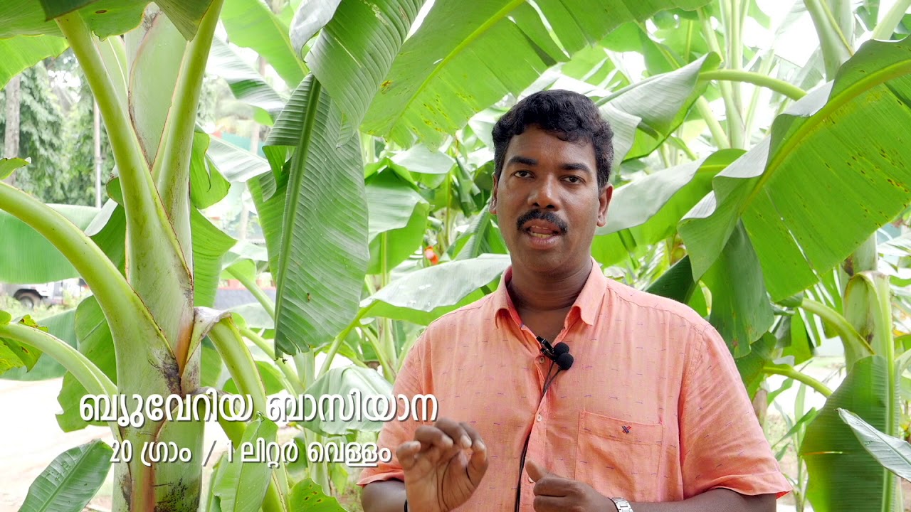 Banana Leaf Eating Caterpiller വാഴയിലെ ഇലതീനിപ്പുഴുവിനെ എങ്ങനെ നിയന്ത്രിക്കാം