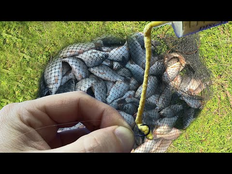 Video: Caracteristicile Pescuitului Cu Momeala „oului”
