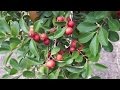 Frutos Nativos del Uruguay